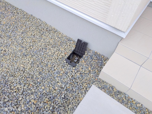 愛知県知多市八幡字堀切の新築戸建て完成写真 2025年11月12日撮影